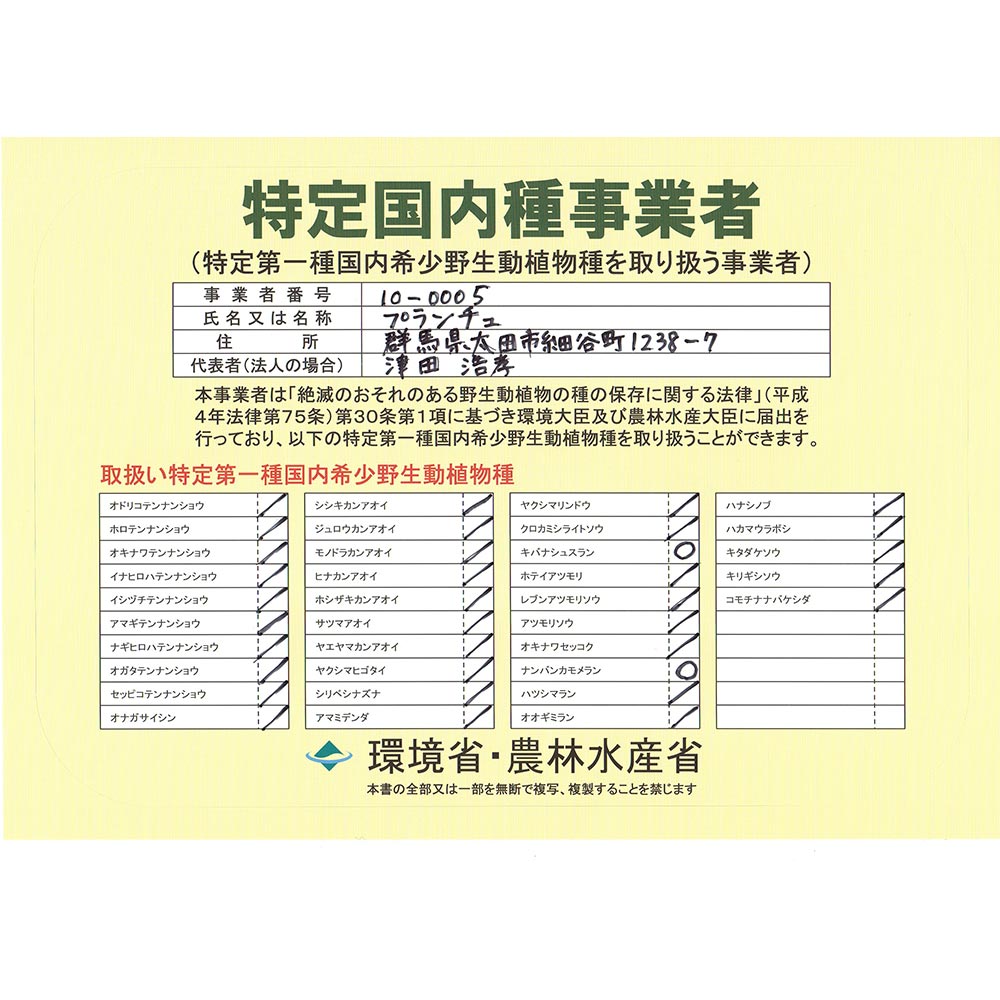 PLANCHU ジュエルオーキッド マコデス ペトラ 3号丸鉢 3鉢セット 育て方説明書付き Macodes petola 宝石蘭 ナンバンカモメラン 観葉植物