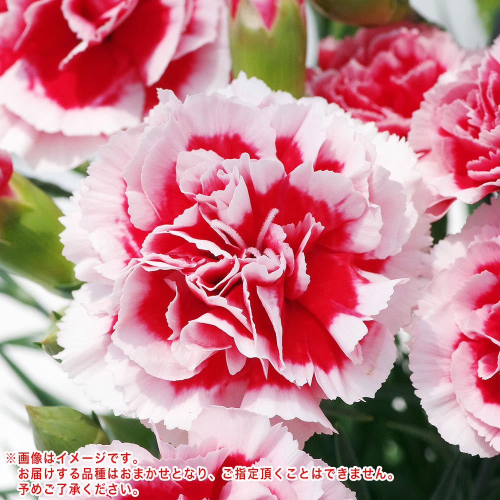 PLANCHU 母の日ギフト カーネーション 花色おまかせ 4号鉢 受け皿付き