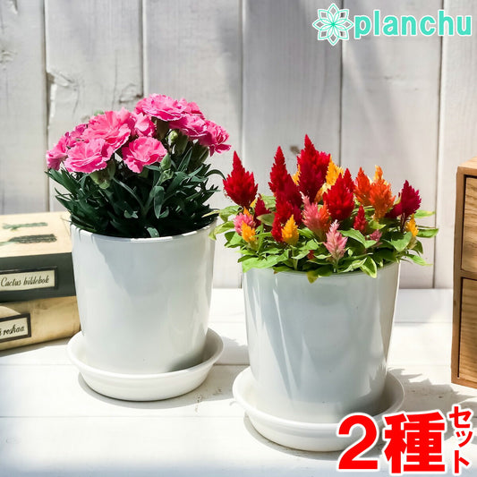 PLANCHU 母の日ギフト 花色おまかせ カーネーション ＆ ケイトウケーキ カシミヤデコレーション 2鉢セット 受け皿付き 育て方説明書付き