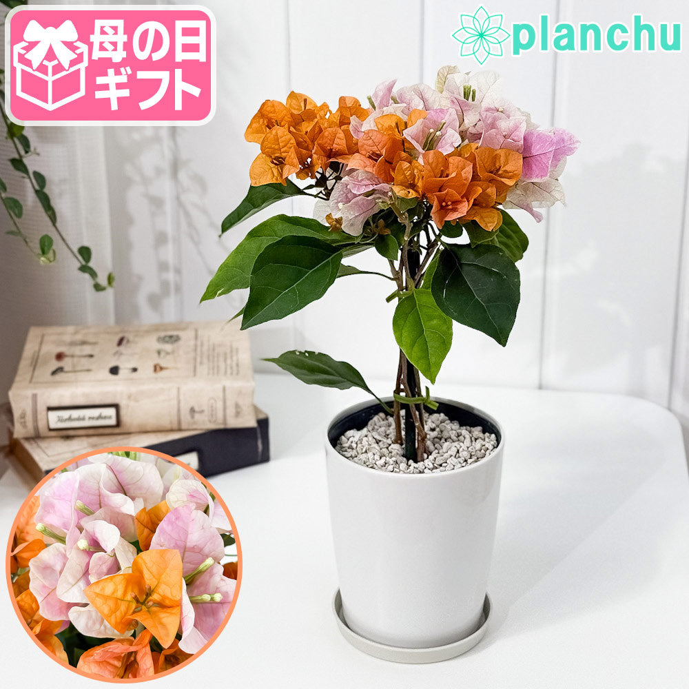 PLANCHU 母の日ギフト ブーゲンビレア オレンジパフェ ブーケ仕立て 4号鉢 受け皿付き 育て方説明書付き PVP