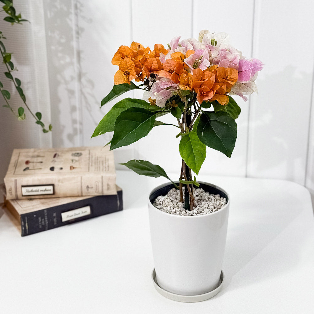 PLANCHU 母の日ギフト ブーゲンビレア オレンジパフェ ブーケ仕立て 4号鉢 受け皿付き 育て方説明書付き PVP