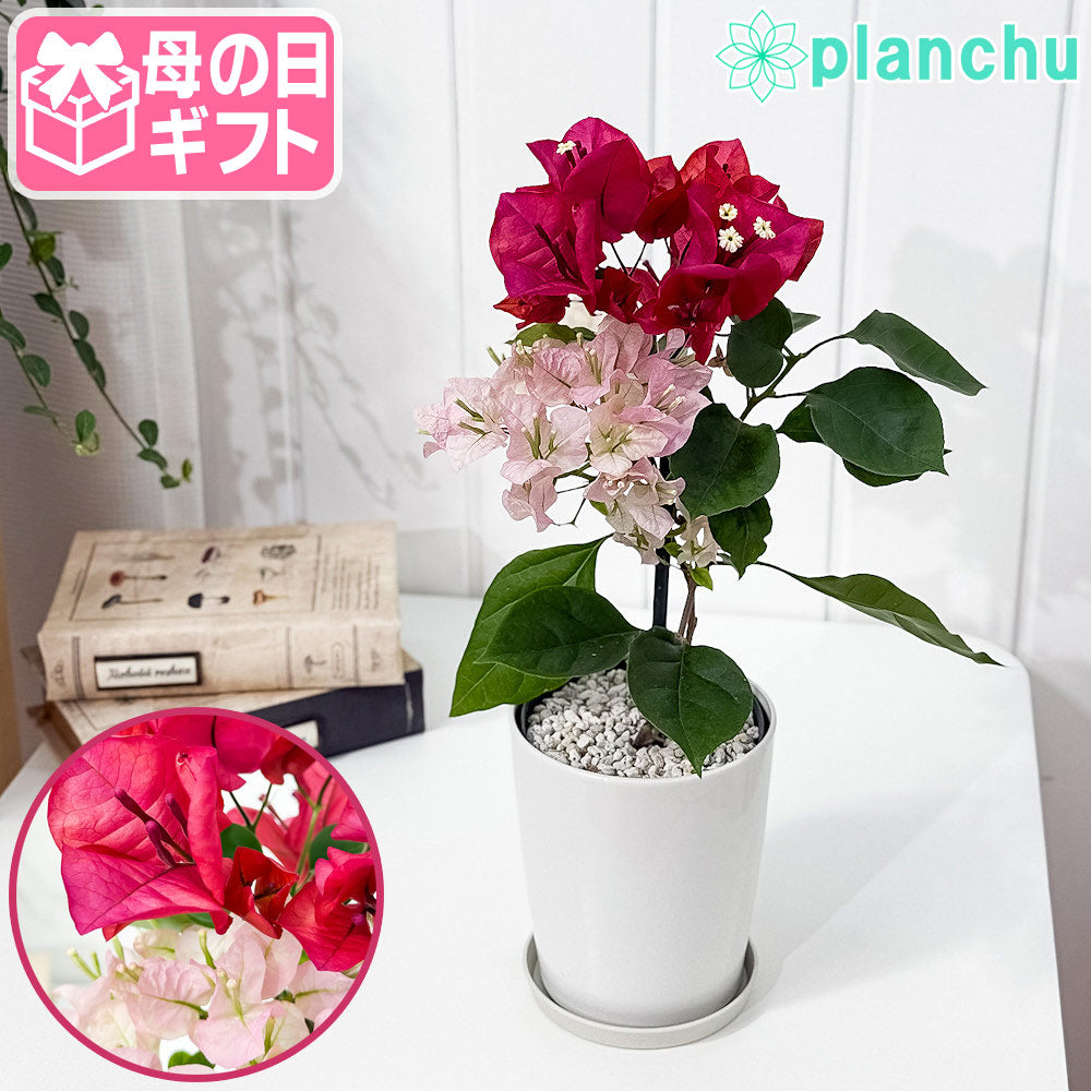 PLANCHU 母の日ギフト ブーゲンビレア チョコレートパフェ ブーケ仕立て 4号鉢 受け皿付き 育て方説明書付き PVP