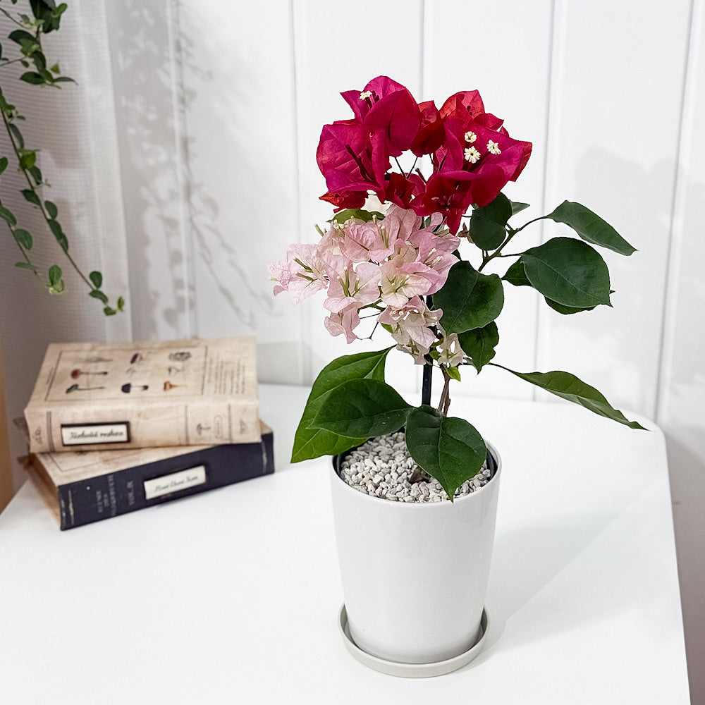 PLANCHU 母の日ギフト ブーゲンビレア チョコレートパフェ ブーケ仕立て 4号鉢 受け皿付き 育て方説明書付き PVP