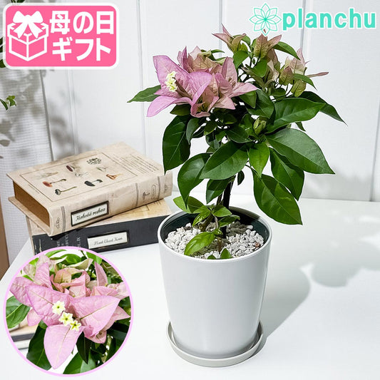 PLANCHU 母の日ギフト ブーゲンビレア グレープパフェ ブーケ仕立て 4号鉢 受け皿付き 育て方説明書付き PVP