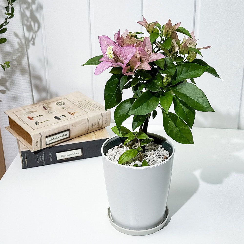 PLANCHU 母の日ギフト ブーゲンビレア グレープパフェ ブーケ仕立て 4号鉢 受け皿付き 育て方説明書付き PVP