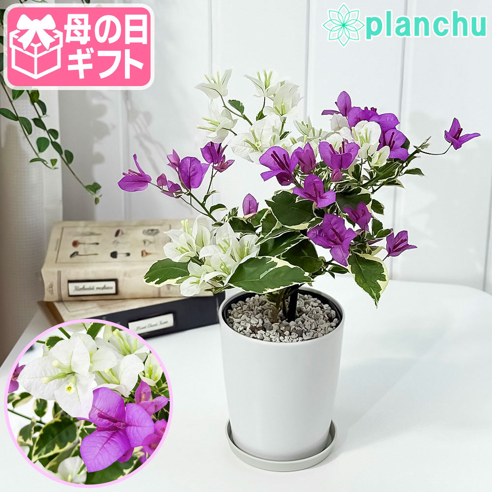 PLANCHU 母の日ギフト ブーゲンビレア ブルーハワイ ブーケ仕立て 4号鉢 受け皿付き 育て方説明書付き PVP
