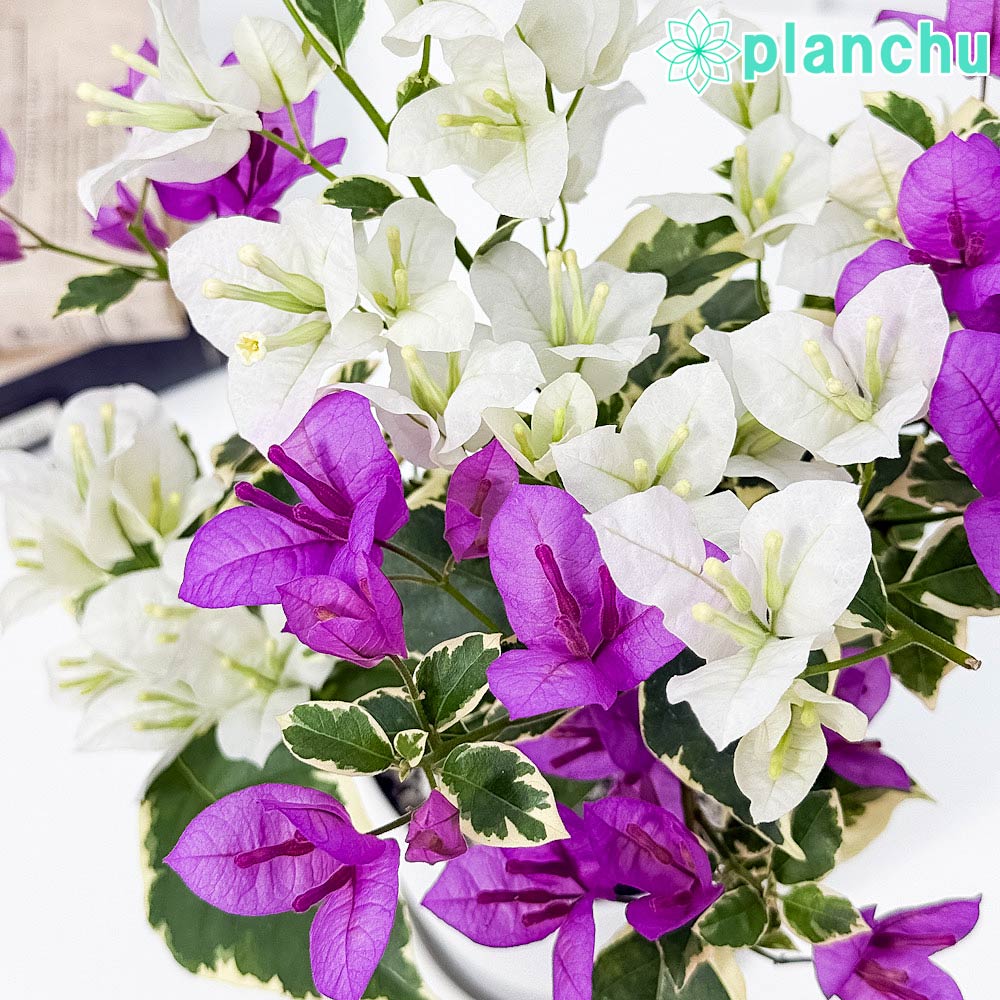 PLANCHU 母の日ギフト ブーゲンビレア ブルーハワイ ブーケ仕立て 4号鉢 受け皿付き 育て方説明書付き PVP