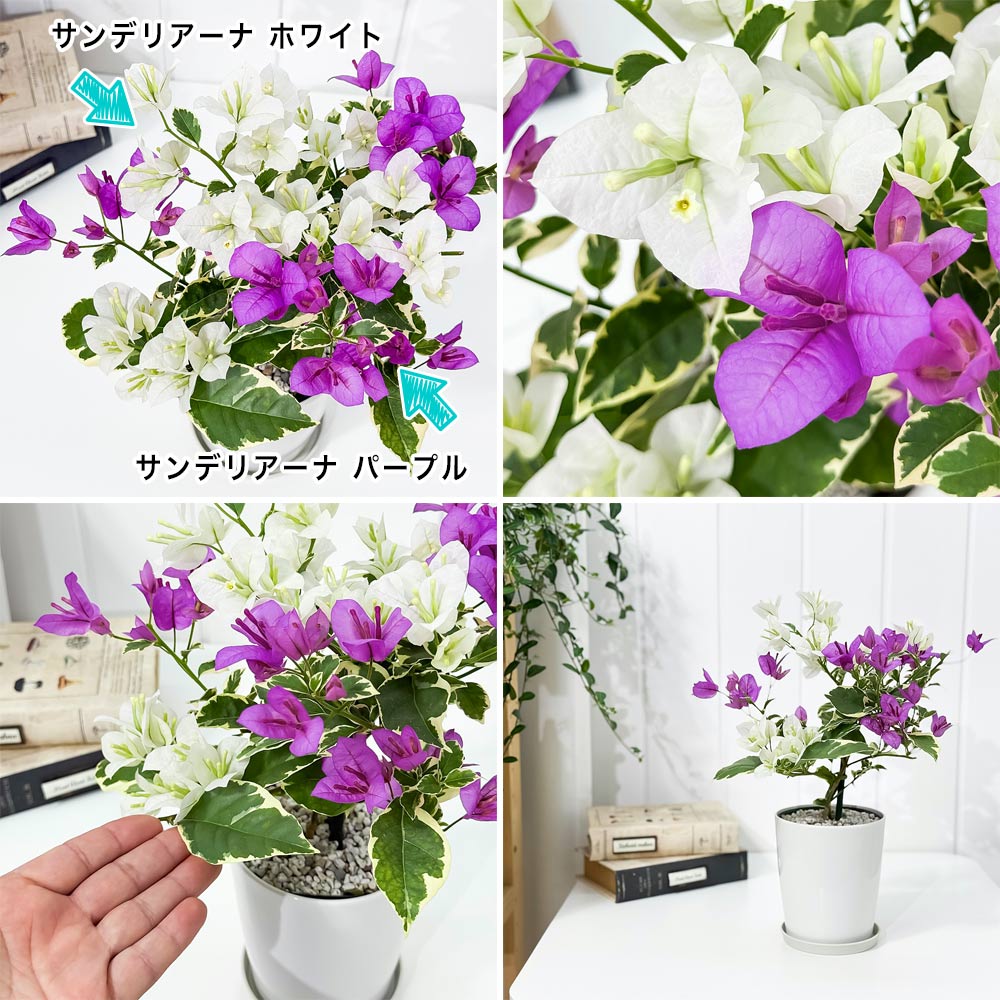 PLANCHU 母の日ギフト ブーゲンビレア ブルーハワイ ブーケ仕立て 4号鉢 受け皿付き 育て方説明書付き PVP