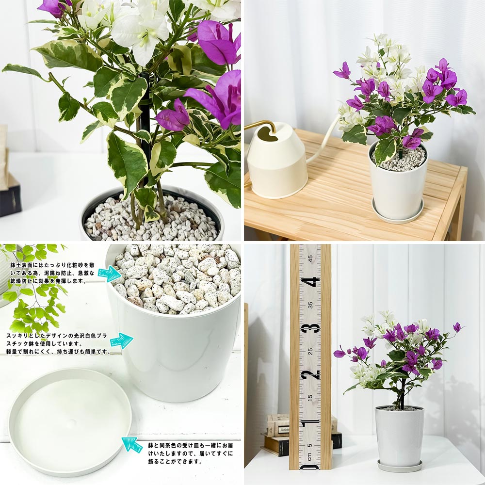 PLANCHU 母の日ギフト ブーゲンビレア ブルーハワイ ブーケ仕立て 4号鉢 受け皿付き 育て方説明書付き PVP