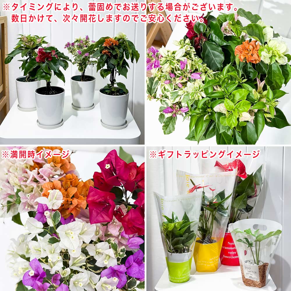 PLANCHU 母の日ギフト ブーゲンビレア ブルーハワイ ブーケ仕立て 4号鉢 受け皿付き 育て方説明書付き PVP