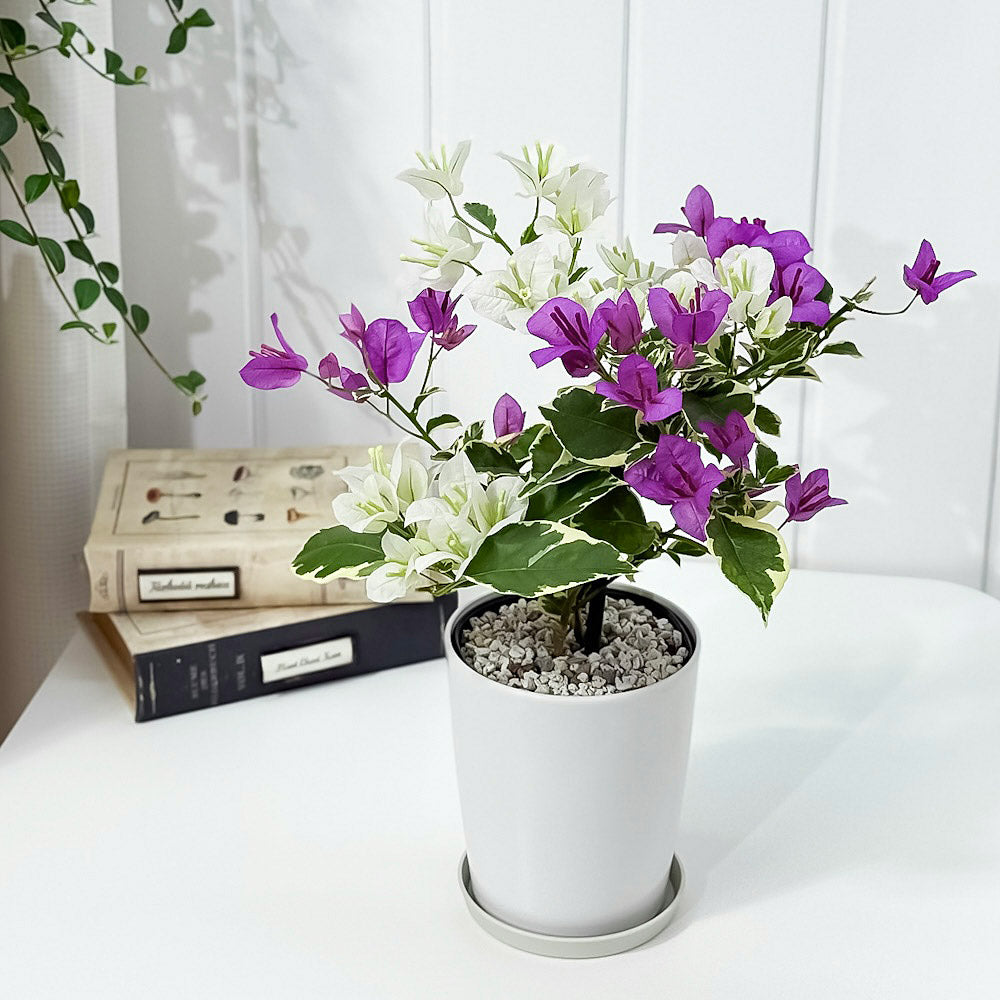 PLANCHU 母の日ギフト ブーゲンビレア ブルーハワイ ブーケ仕立て 4号鉢 受け皿付き 育て方説明書付き PVP