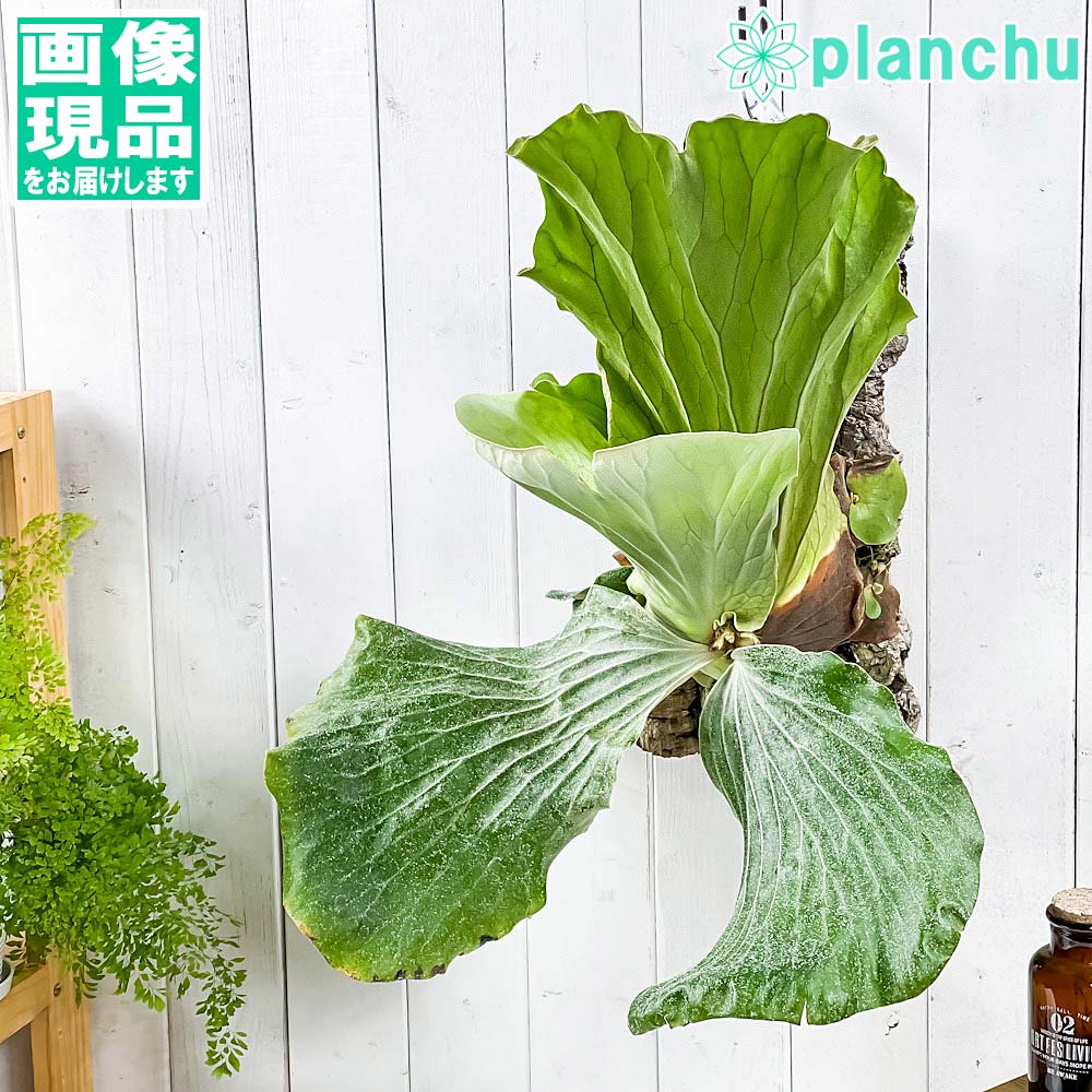 PLANCHU 一点もの 観葉植物 ビカクシダ アンゴレンセ バージンコルク付け 育て方説明書付き 美品 エレファントティス プラティケリウム コウモリラン シダ