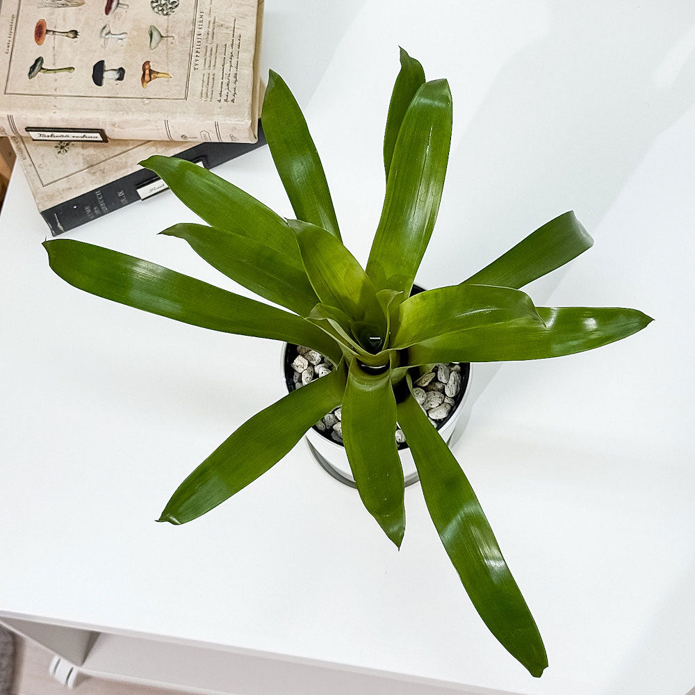 PLANCHU 観葉植物 フリーセア カリナータ 4号鉢 鉢受け皿付き 育て方説明書付き Vriesea carinata インコアナナス ブロメリア