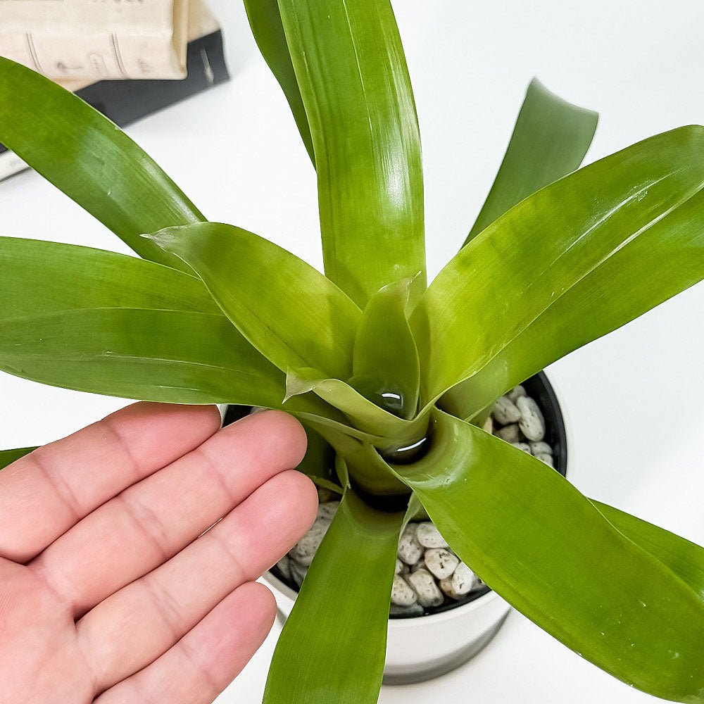 Vriesea Ehiku フリーセア レア品種 抜き苗 2枚目現状写真
