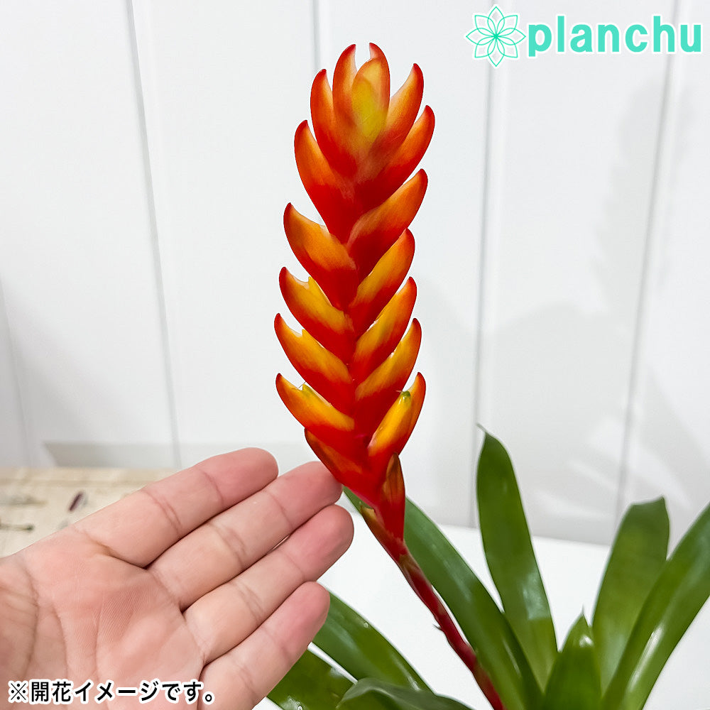 Vriesea Ehiku フリーセア レア品種 抜き苗 2枚目現状写真