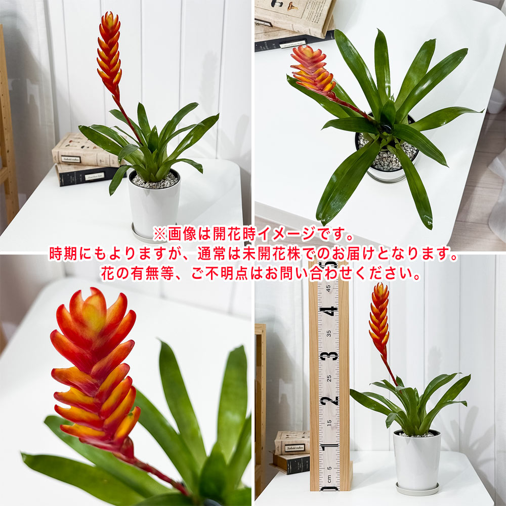 PLANCHU 観葉植物 フリーセア カリナータ 4号鉢 鉢受け皿付き 育て方説明書付き Vriesea carinata インコアナナス ブロメリア