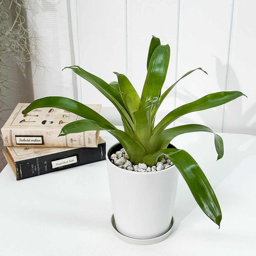 PLANCHU 観葉植物 フリーセア カリナータ 4号鉢 鉢受け皿付き 育て方説明書付き Vriesea carinata インコアナナス ブロメリア