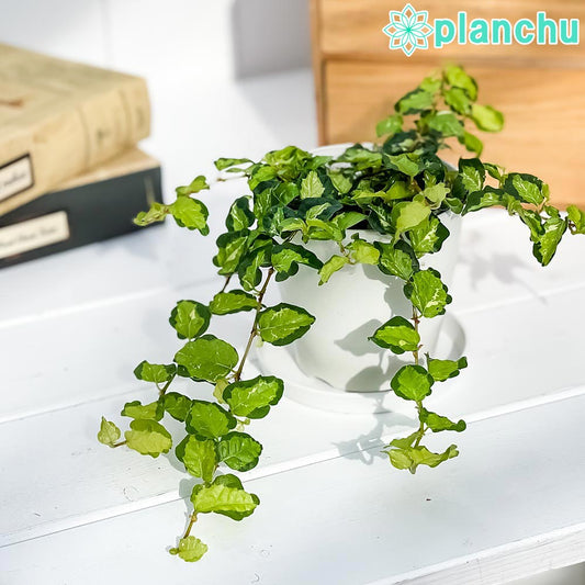 PLANCHU 観葉植物 フィカス プミラ ライム 3.5号鉢 受け皿付き 育て方説明書付き Ficus pumila ‘Lime’