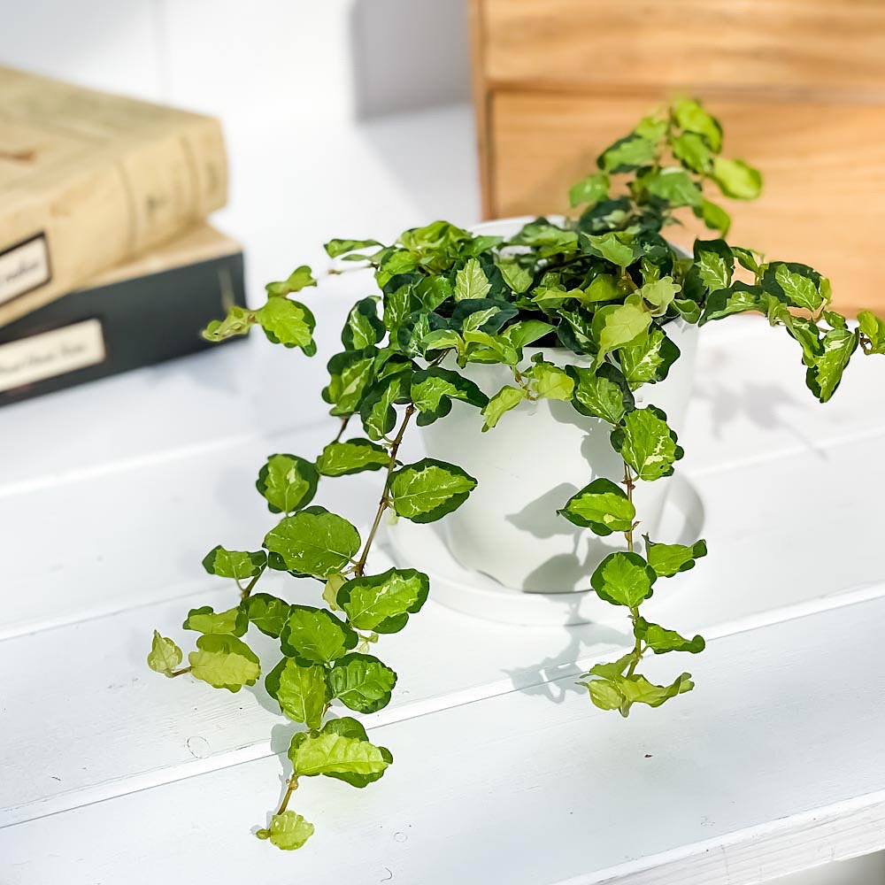 PLANCHU 観葉植物 フィカス プミラ ライム 3.5号鉢 受け皿付き 育て方説明書付き Ficus pumila ‘Lime’