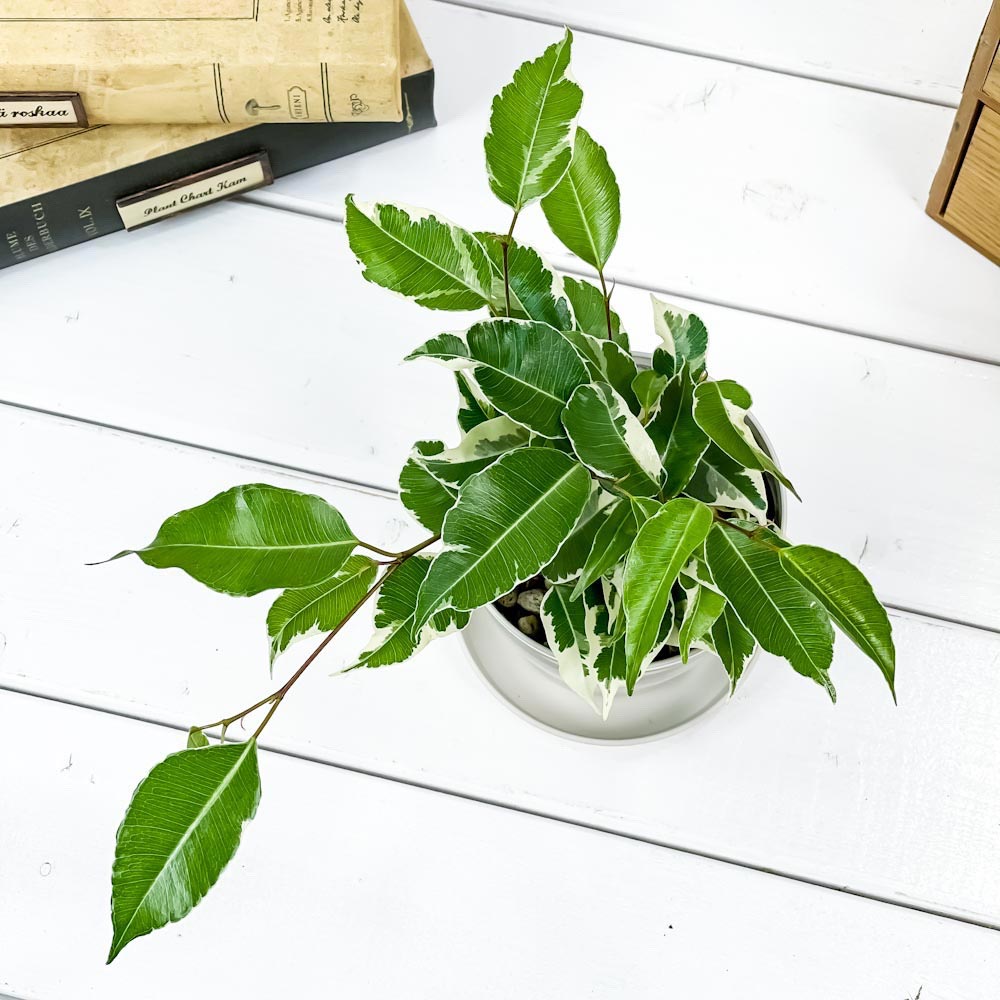 PLANCHU 観葉植物 フィカス ベンジャミン スターライト 3.5号鉢 受け皿付き 育て方説明書付き Ficus benjamina ‘Star Light’ 幸運を呼ぶ木 ゴムノキ ゴムの木