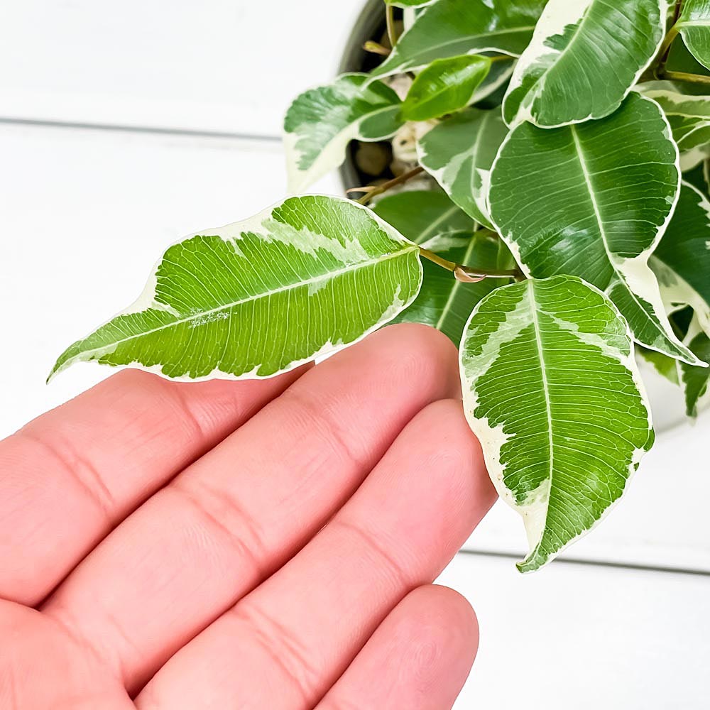 PLANCHU 観葉植物 フィカス ベンジャミン スターライト 3.5号鉢 受け皿付き 育て方説明書付き Ficus benjamina ‘Star Light’ 幸運を呼ぶ木 ゴムノキ ゴムの木