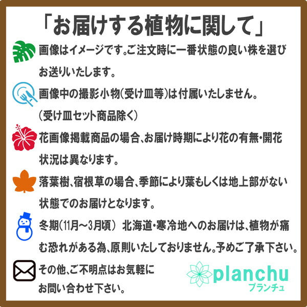 PLANCHU 観葉植物 フィカス ベンジャミン スターライト 3.5号鉢 受け皿付き 育て方説明書付き Ficus benjamina ‘Star Light’ 幸運を呼ぶ木 ゴムノキ ゴムの木