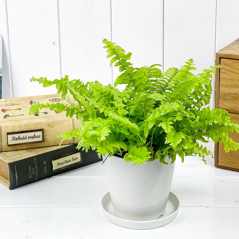 PLANCHU 観葉植物 ネフロレピス ツデー 3.5号鉢 受け皿付き 育て方説明書付き Nephrolepis exaltata ‘Teddy Junior’ ボストンファーン ボストンファン シダ植物