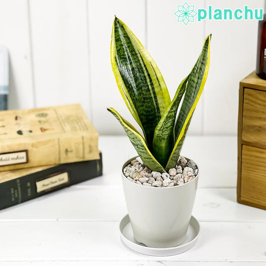 PLANCHU 観葉植物 サンセベリア スパーバ 3.5号鉢 受け皿付き 育て方説明書付き Sansevieria trifasciata cv. 多肉植物 サンスベリア ローレンチ