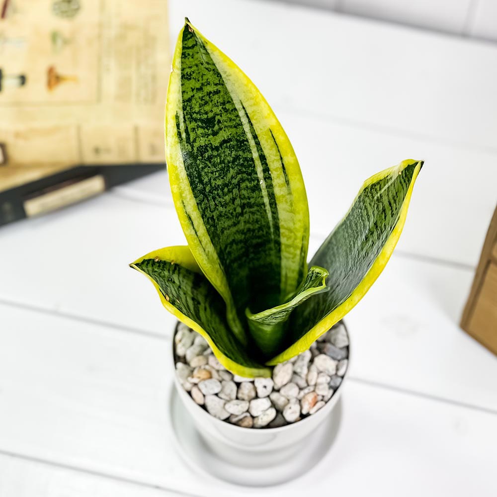 PLANCHU 観葉植物 サンセベリア スパーバ 3.5号鉢 受け皿付き 育て方説明書付き Sansevieria trifasciata cv. 多肉植物 サンスベリア ローレンチ