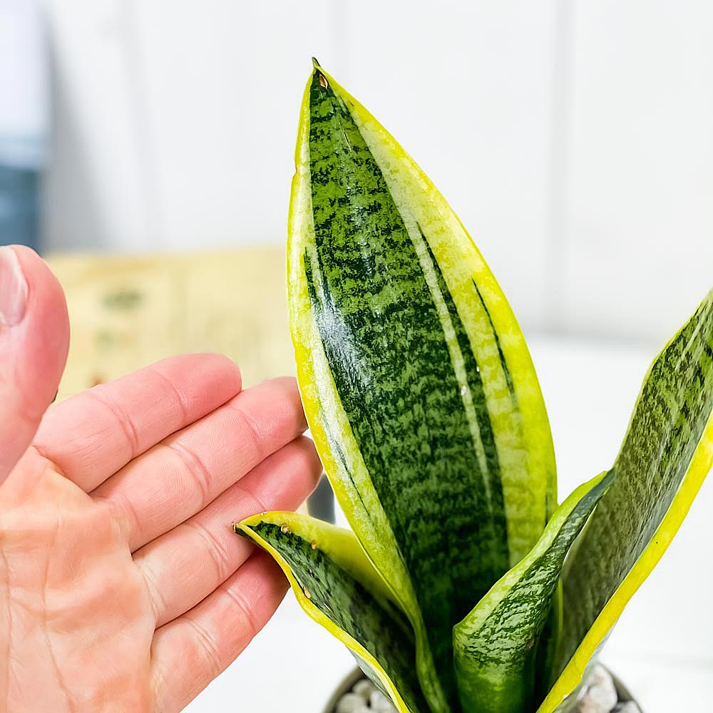 PLANCHU 観葉植物 サンセベリア スパーバ 3.5号鉢 受け皿付き 育て方説明書付き Sansevieria trifasciata cv. 多肉植物 サンスベリア ローレンチ