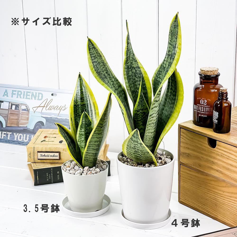 PLANCHU 観葉植物 サンセベリア スパーバ 3.5号鉢 受け皿付き 育て方説明書付き Sansevieria trifasciata cv. 多肉植物 サンスベリア ローレンチ