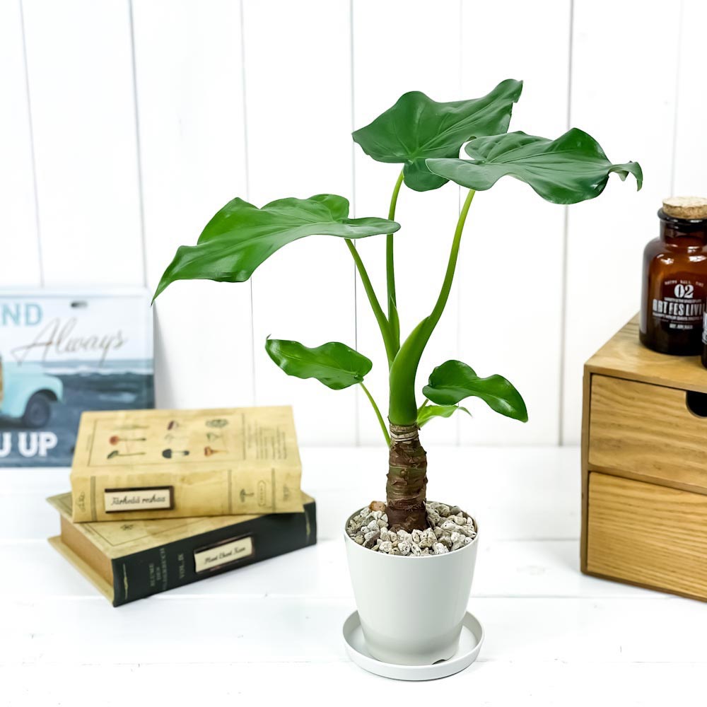 PLANCHU 観葉植物 アロカシア シマクワズイモ 3.5号鉢 受け皿付き 育て