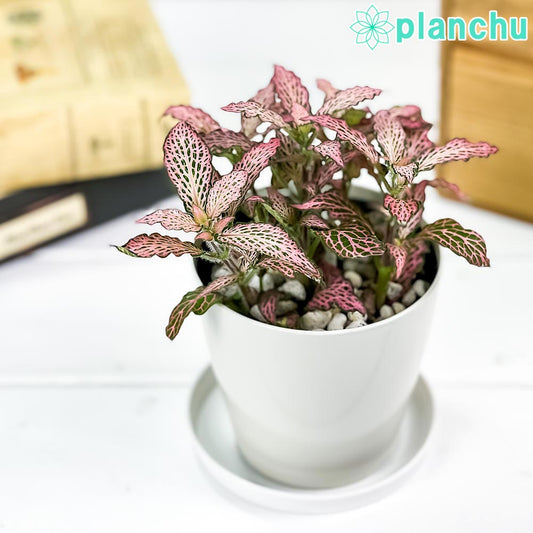 PLANCHU 観葉植物 フィットニア おまかせ ピンク系 3.5号鉢 受け皿付き 育て方説明書付き Fittonia albivenis cv. アミメグサ