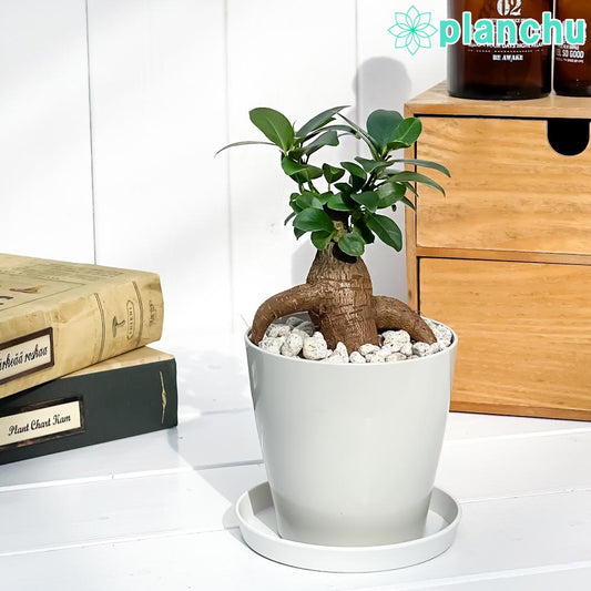 PLANCHU 観葉植物 ガジュマル 3.5号鉢 受け皿付き 育て方説明書付き Ficus microcarpa フィカス ミクロカルパ