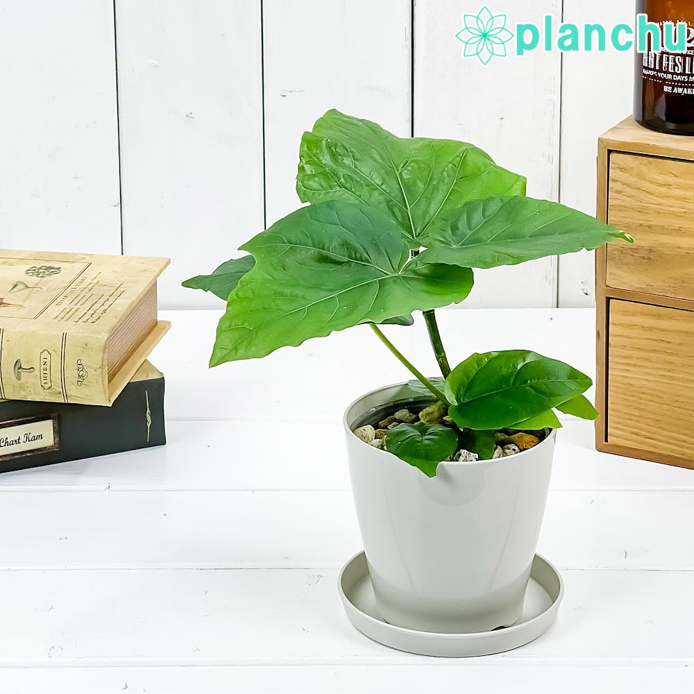 PLANCHU 観葉植物 フィカス ウンベラータ 3.5号鉢 受け皿付き 育て方説明書付き Ficus umbellata