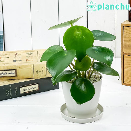 PLANCHU 観葉植物 ペペロミア ジェイド 3.5号鉢 受け皿付き 育て方説明書付き Peperomia obtusifolia ‘Jade’