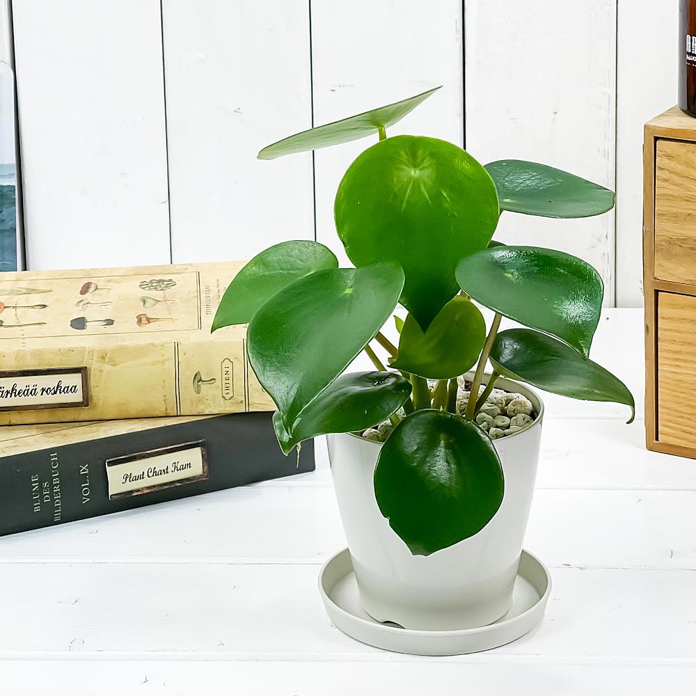 PLANCHU 観葉植物 ペペロミア ジェイド 3.5号鉢 受け皿付き 育て方説明書付き Peperomia obtusifolia ‘Jade’
