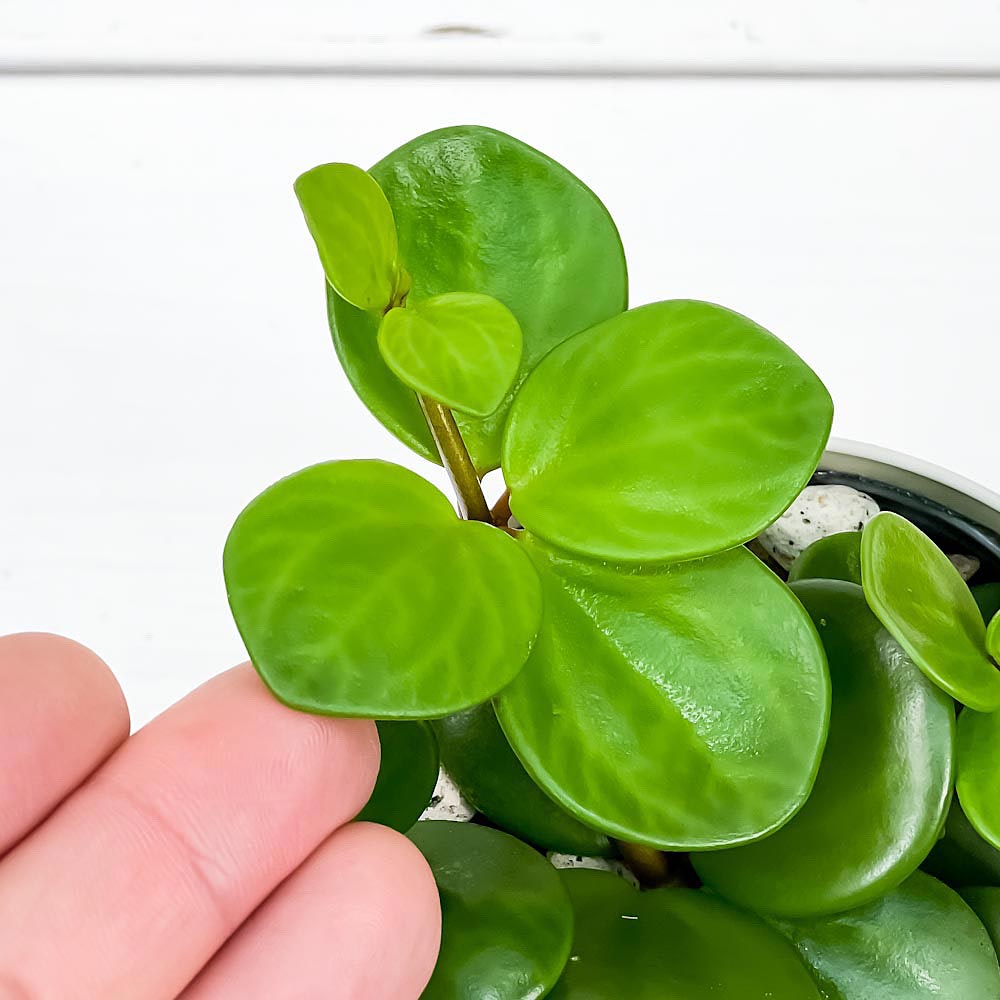 PLANCHU 観葉植物 ペペロミア ホープ 3.5号鉢 受け皿付き 育て方説明書付き Peperomia obtusifolia ‘Hope’