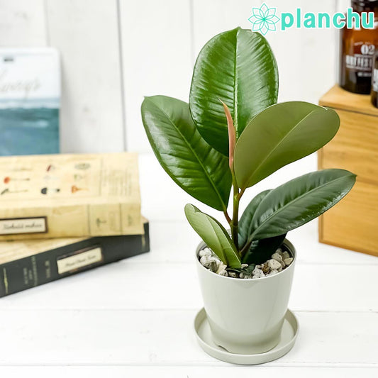 PLANCHU 観葉植物 フィカス ソフィア 3.5号鉢 受け皿付き 育て方説明書付き  Ficus elastica ‘Sofia’ ゴムノキ ゴムの木 インドゴムノキ
