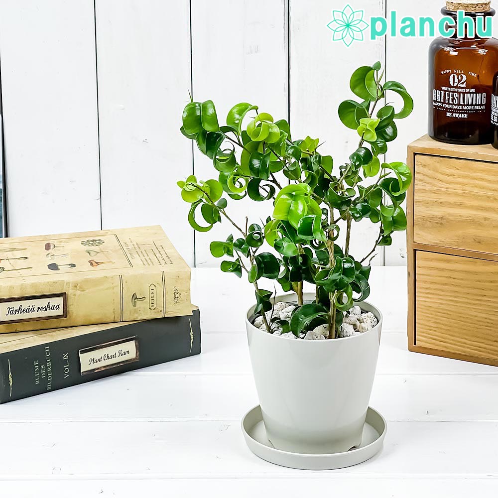 PLANCHU 観葉植物 フィカス ベンジャミン バロック 3.5号鉢 受け皿付き 育て方説明書付き PVP Ficus benjamina ‘Barok’ 幸運を呼ぶ木 ゴムノキ ゴムの木