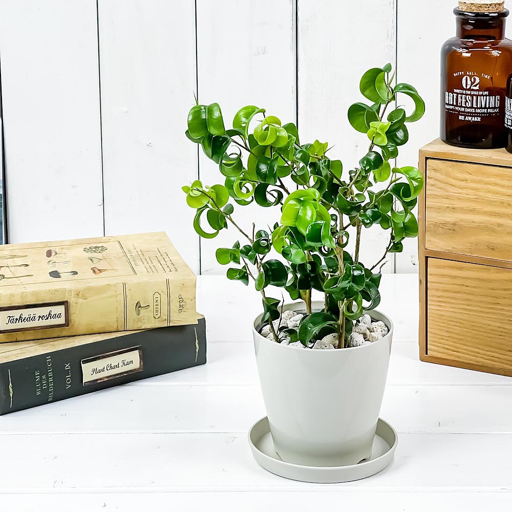 PLANCHU 観葉植物 フィカス ベンジャミン バロック 3.5号鉢 受け皿付き 育て方説明書付き PVP Ficus benjamina ‘Barok’ 幸運を呼ぶ木 ゴムノキ ゴムの木