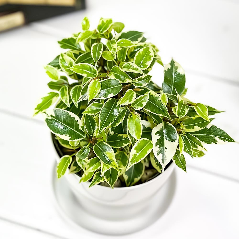 PLANCHU 観葉植物 フィカス ベンジャミン ラブリー 3.5号鉢 受け皿付き 育て方説明書付き Ficus benjamina ‘Lovely’ 幸運を呼ぶ木