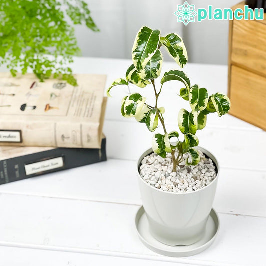 PLANCHU 観葉植物 フィカス ベンジャミン シタシオン 3.5号鉢 受け皿付き 育て方説明書付き Ficus benjamina ‘Sitasion’ 幸運を呼ぶ木 ゴムノキ バロック 斑入り