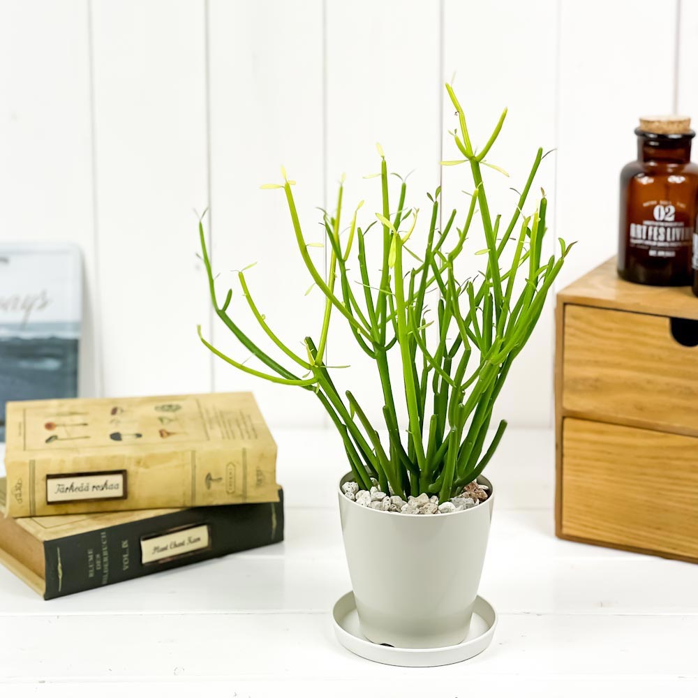 PLANCHU 多肉植物 ユーフォルビア ティルカリ ファイヤースティック