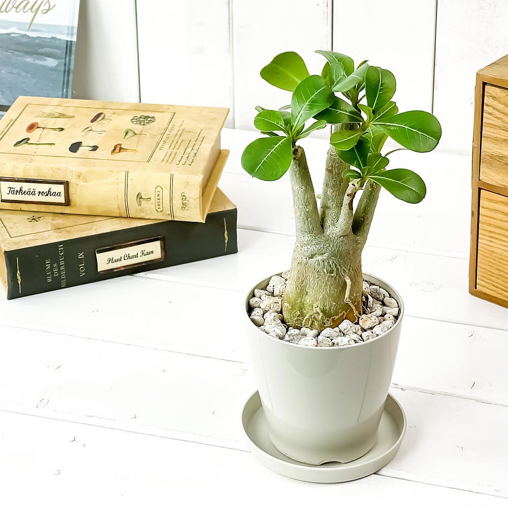 PLANCHU 観葉植物 アデニウム 3.5号鉢 3鉢セット 受け皿付き 育て方