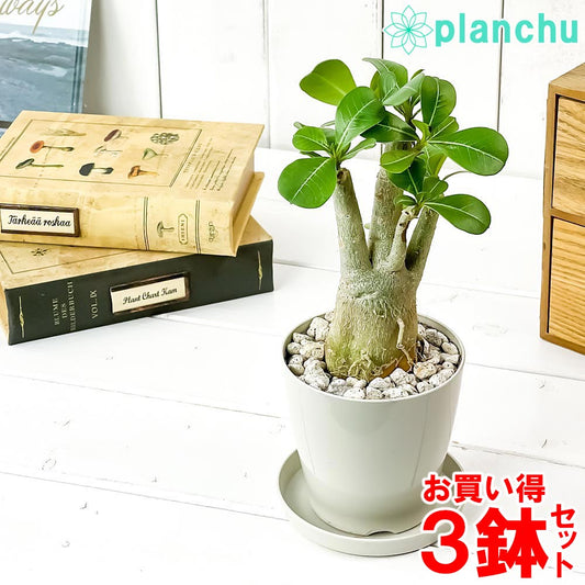 PLANCHU 観葉植物 アデニウム 3.5号鉢 3鉢セット 受け皿付き 育て方説明書付き Adenium コーデックス 塊根植物 多肉植物