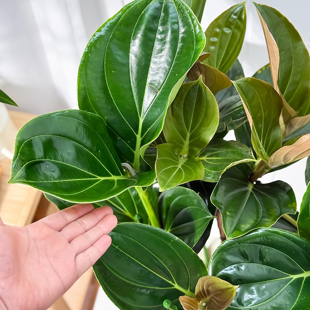 PLANCHU 熱帯花木 メディニラ マグニフィカ フラメンコ 7号鉢 受け皿