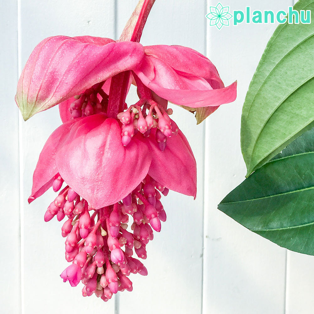 PLANCHU 熱帯花木 メディニラ マグニフィカ フラメンコ 7号吊り鉢 開花終了株 Medinilla magnifica ‘Flamenco’ 観葉植物 鉢花