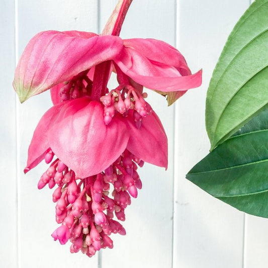 PLANCHU 熱帯花木 メディニラ マグニフィカ フラメンコ 7号吊り鉢 開花終了株 Medinilla magnifica ‘Flamenco’ 観葉植物 鉢花