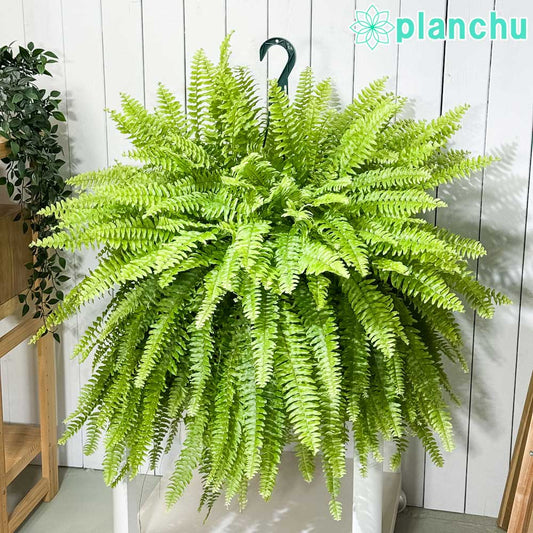 PLANCHU 観葉植物 ネフロレピス ボストニエンシス 7号吊り鉢 育て方説明書付き Nephrolepis exaltata ‘Bostoniensis’ ボストンファーン ボストンファン シダ植物